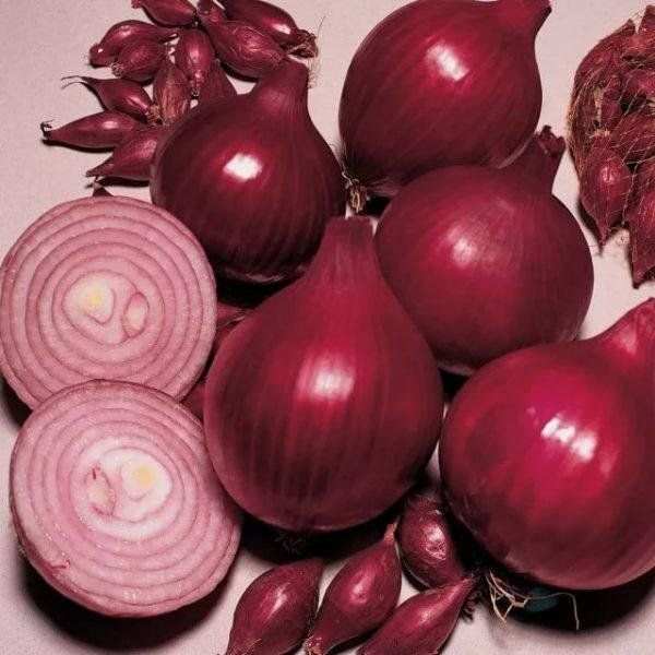 Цибуля саджанка Ред Барон TOP Onions, Нідерланди, 1 кг