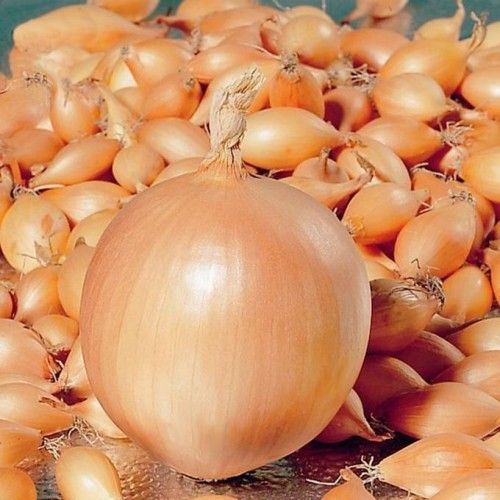 Цибуля саджанка Штурон TOP Onions, Нідерланди, 1 кг