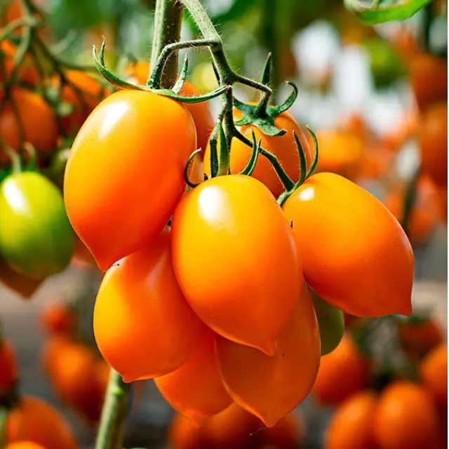 Томат Бенігара F1 (KS 1430 F1) жовта сливка 1000 шт, Kitano Seeds