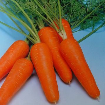 Морква Курода Шантане 5 г, Sakata (товар на вагу)