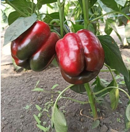 Перець Халк F1 солодкий 100 шт, Sakata