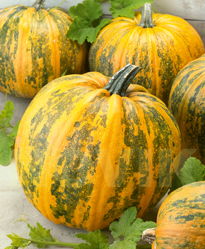 Гарбуз Український Багатоплідний 20 кг, Україна