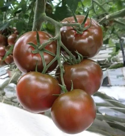 Томат Сашер F1 чорний 100 шт, Yuksel Seeds