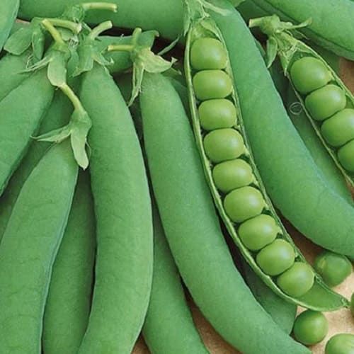 Горох овочевий Оскар (Драгон) 25 кг, Semo