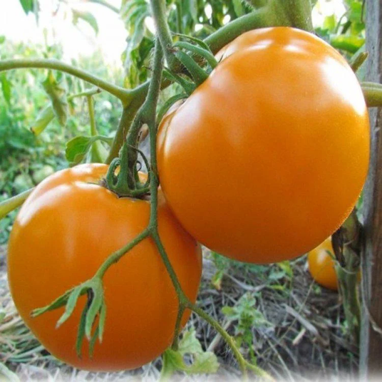 Томат Ямамото F1 (KS 10 F1) високорослий великоплідний 1000 шт, Kitano Seeds 