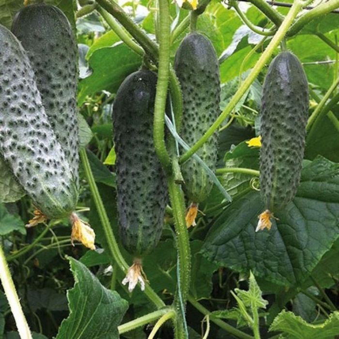 Огірок Бйорн F1 самозапильний 10 шт, Ваша Грядка