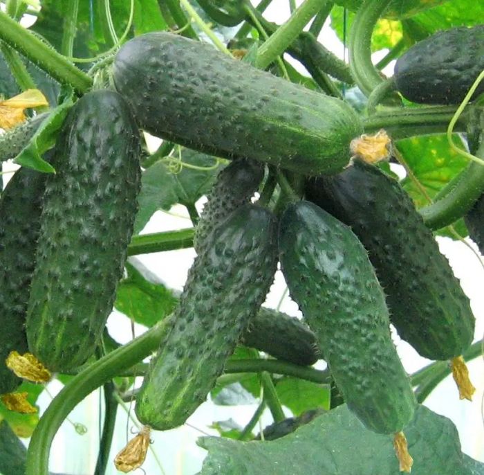 Огірок Сатіна F1 самозапильний 10 шт, Ваша Грядка