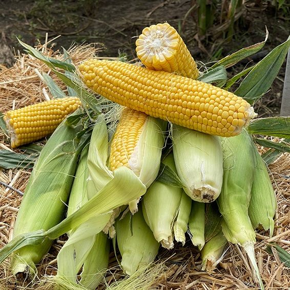 Кукурудза GSS 3071 F1 (Бондюелька) цукрова рання 1 кг, Syngenta