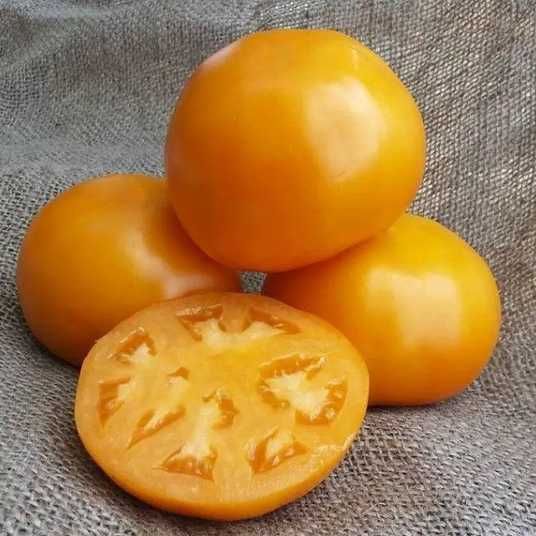 Томат Айсан F1 кущовий жовтий 500 шт, Kitano Seeds