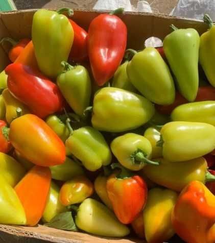 Перець солодкий Політ 20 шт, Ваша Грядка