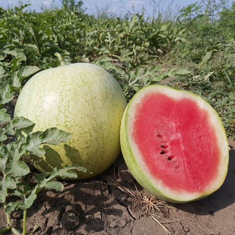 Кавун запилювач Мініпул F1 середньоранній 10 шт, Hazera (поштучно)