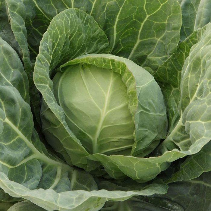 Капуста білоголова Джетодор F1 ультрарання 100 шт, Ваша Грядка
