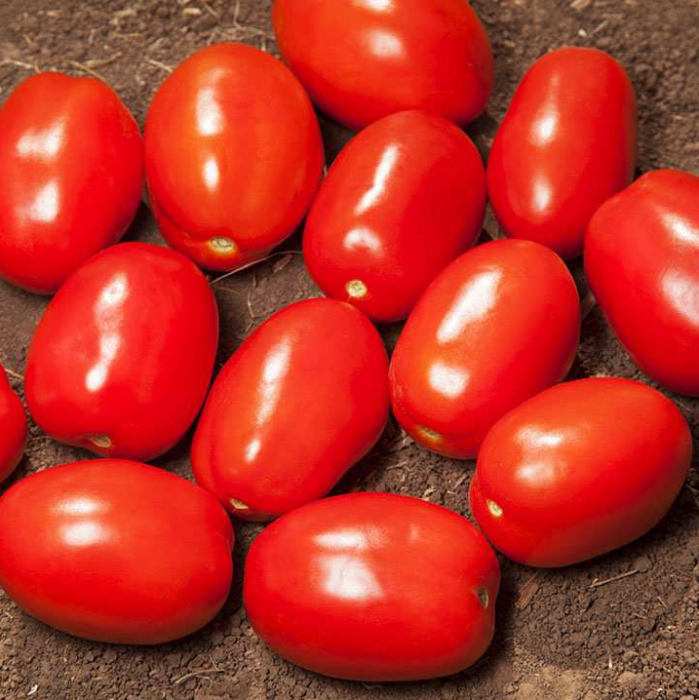 Томат Деріка F1 (KS 720 F1) середньоранній 40 шт, Kitano Seeds (поштучно)