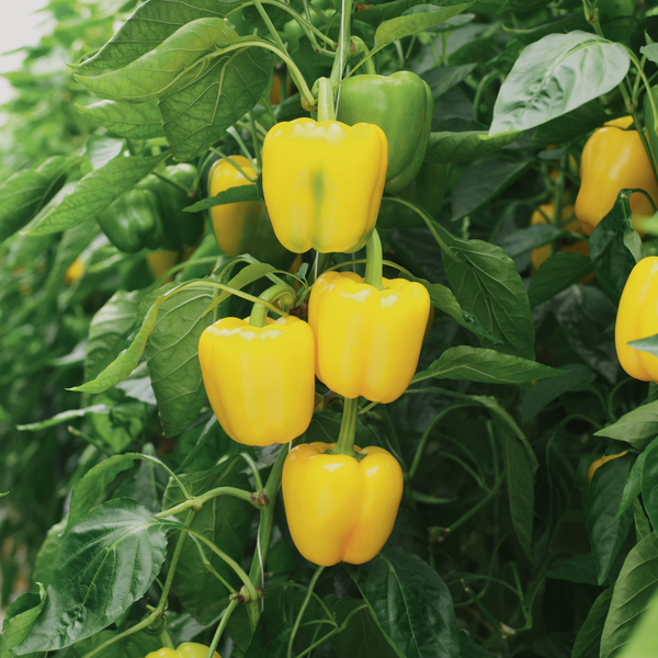 Перець солодкий Люмос F1 ранній 10 шт, Syngenta (поштучно)