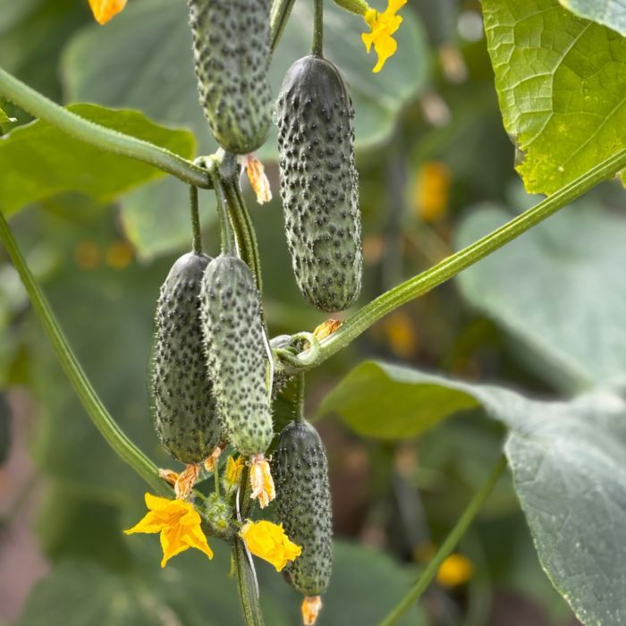 Огірок Моджо F1 самозапильний 500 шт, Manier Seeds