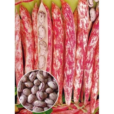 Квасоля Борлотто овочева 1 кг, Suba Seeds