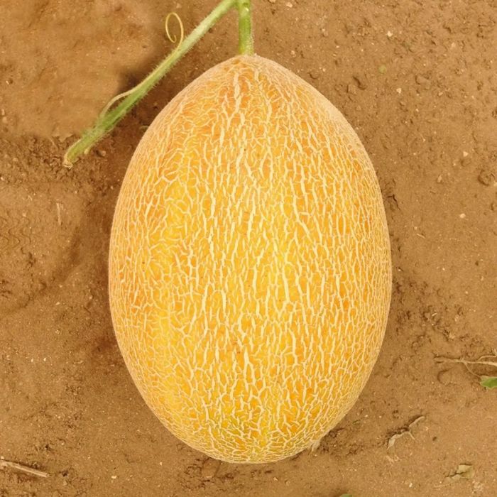 Диня Сицилія F1 (Sicilia F1)  тип Ананас 10 шт, Manier Seeds (поштучно)