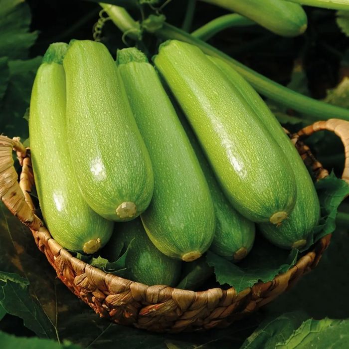 Кабачок Фенді F1 (Fendi F1) ранній 5 шт, Manier Seeds (поштучно)
