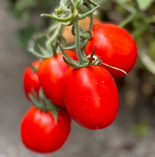 Томат Супрім F1 (Supreme F1) детермінантний 10 шт, Ваша Грядка