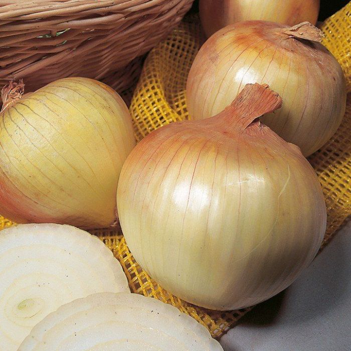 Цибуля сіянка Сеншуй 0.4 кг, TOP Onion Sets Нідерланди