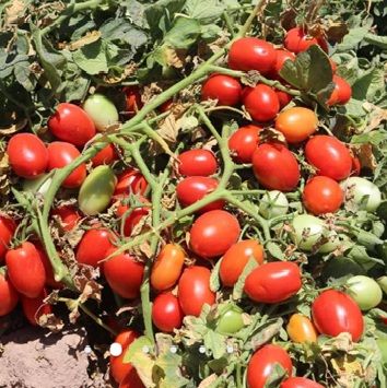 Томат Ханна F1 сливка 1000 шт, Innova Seeds Co.