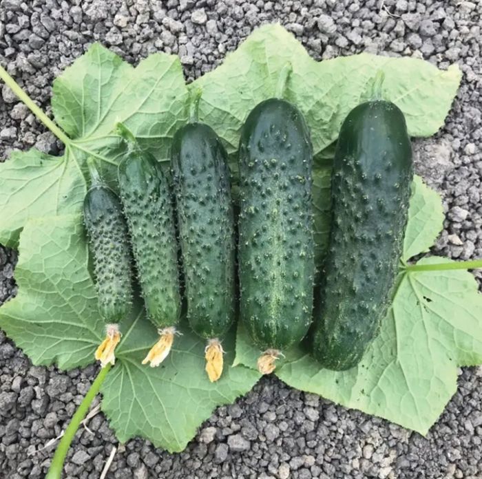 Огірок Спінтор F1 самозапильний 500 шт, Manier Seeds