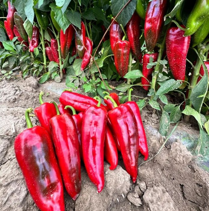 Перець солодкий Мілано F1 тип Капія 1000 шт, Manier Seeds