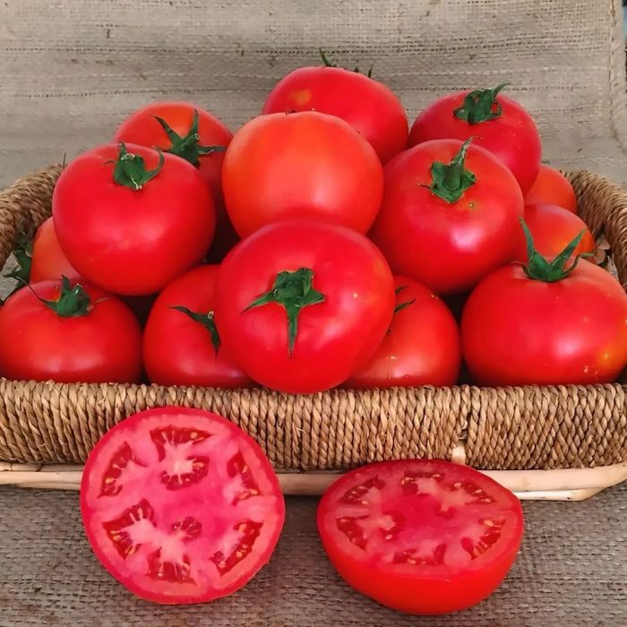 Томат Оскар F1 детермінантний 1000 шт, Manier Seeds