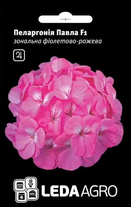 Пеларгонія Павла фіолетово-рожева 5 шт, Leda Agro