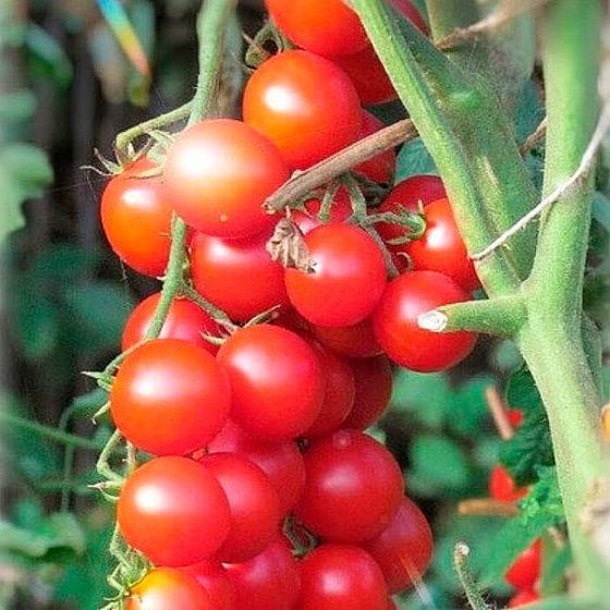 Томат Барбарис F1 ранній 5 г, Ніцсса