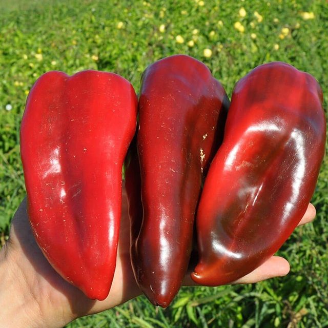 Перець Редкан F1 тип Венгерський 1000 шт, Clause