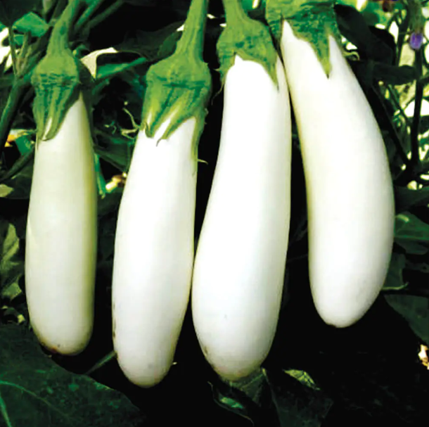 Баклажан Мобі Дік F1 білий 1000 шт, Libra Seeds