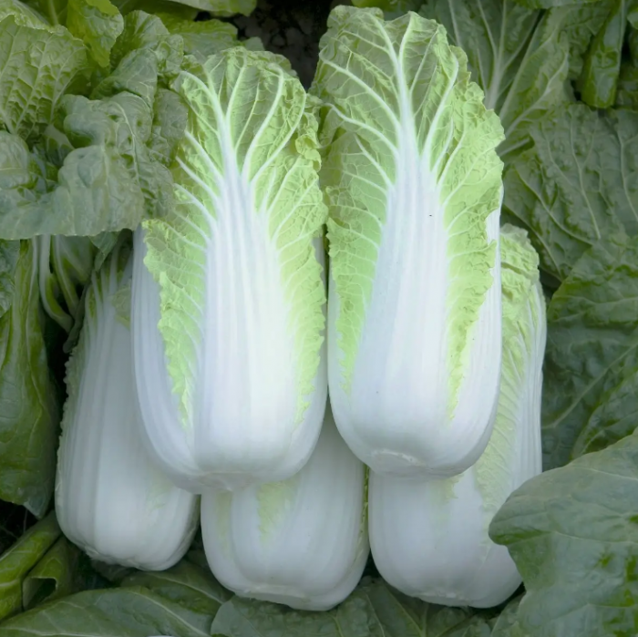 Капуста Білко F1 пекінська 30 шт, Bаша Грядка