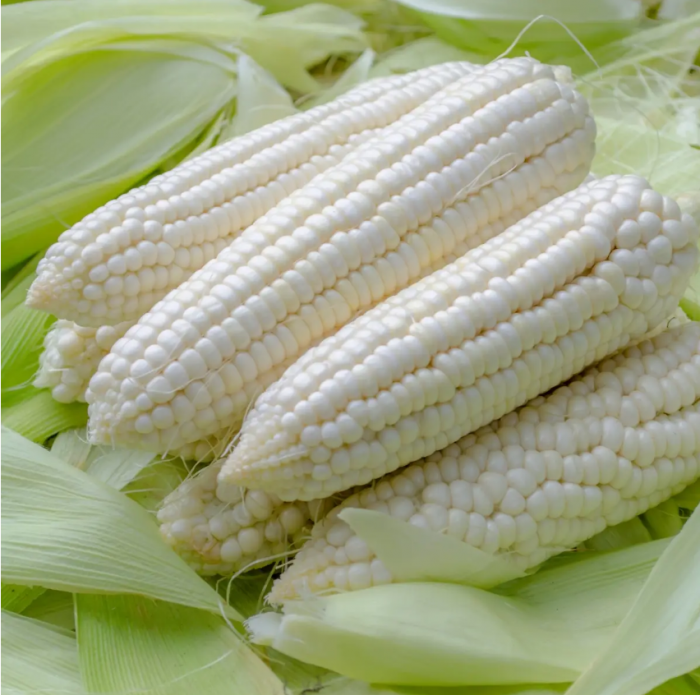 Кукурудза Ніколь F1 цукрова 15 шт, Професійне насіння