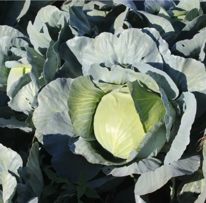 Капуста Сапфір F1 білоголова пізня 50 шт, Ваша Грядка