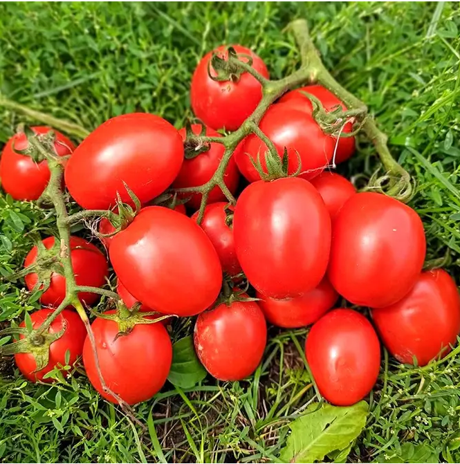 Томат Кармен F1 кущовий сливка 1000 шт, Nong Woo Bio