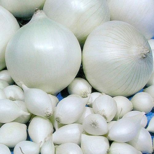 Цибуля саджанка Гледстоун 0,4 кг, TOP Onions Нідерланди