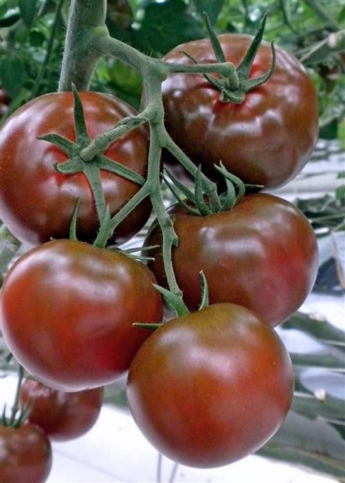 Томат Біг Сашер F1 індетермінантний 500 шт, Yuksel Seeds