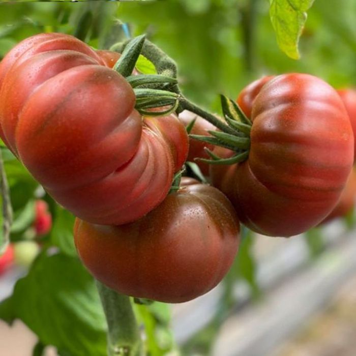Томат Браун Кой  F1 індетермінантний 500 шт, Yuksel Seeds