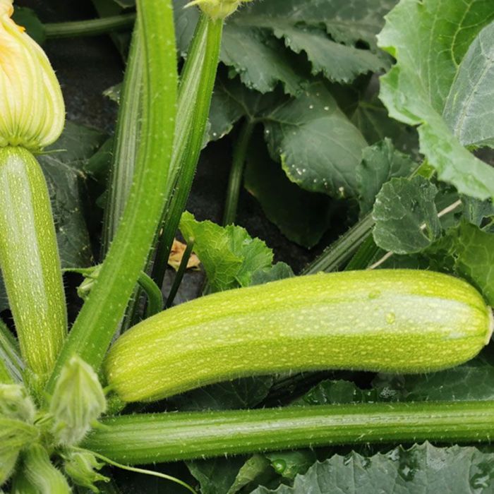 Кабачок Сіріо F1 ранній 10 шт, Cora Seeds (поштучно)