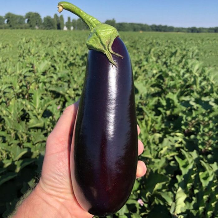 Баклажан Анатолія F1 циліндричний 20 шт, Ваша Грядка