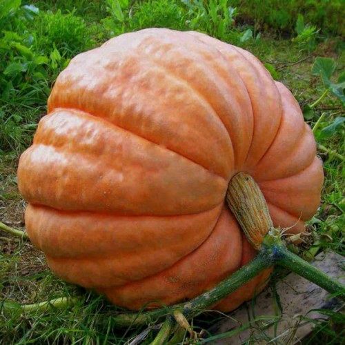 Гарбуз Атлантичний гігант 100 г, Україна