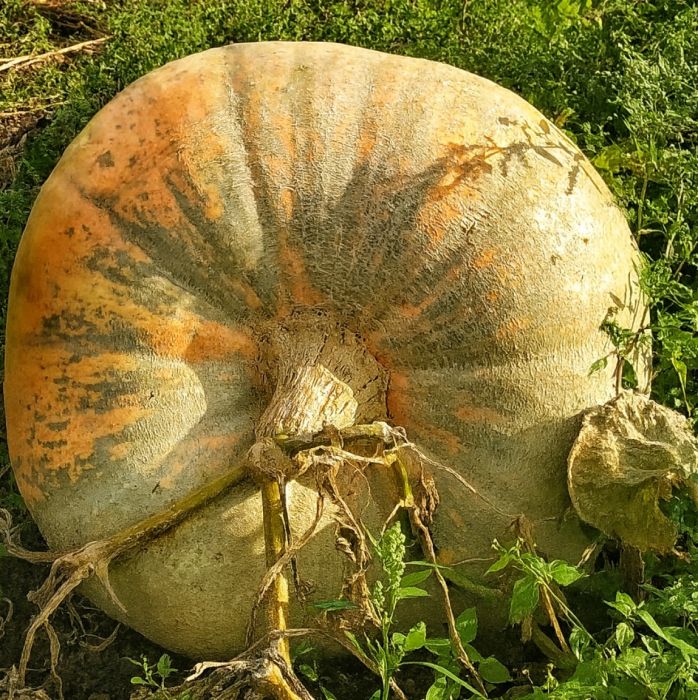 Гарбуз Мегатон 10 шт, Україна