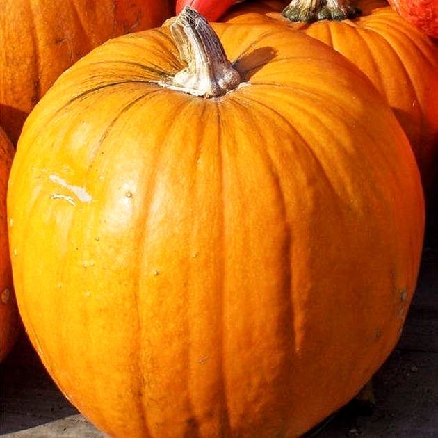 Гарбуз Гігант Італія 10 г, Україна