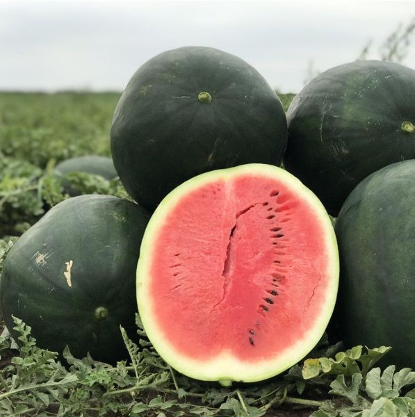 Кавун Лахат F1 ранній 500 шт, Hazera