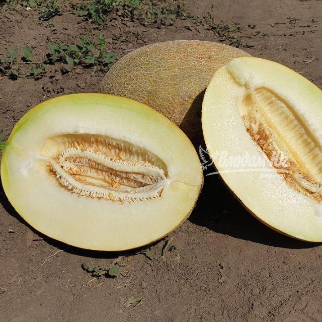 Диня Маорі F1 рання 1000 шт, Clause