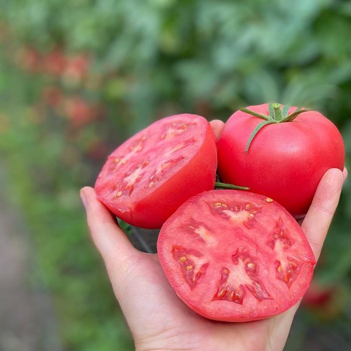 Томат Пінк Хіт F1 індетермінантний 100 шт, Yuksel Seeds