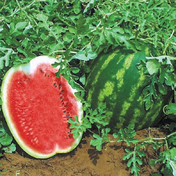 Кавун Топ Ган F1 ранній 10 шт, Ваша Грядка