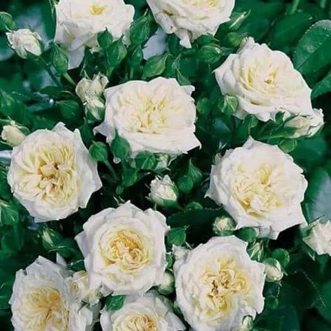 Троянда Сноу Мейландіна (Snow Meillandina) тип Мініатюрна 1 шт, Garden AB