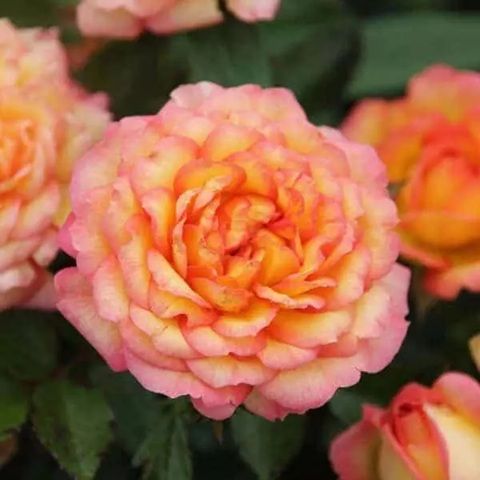 Троянда Санмейд (Sunmaid) тип Мініатюрна 1 шт, Garden AB